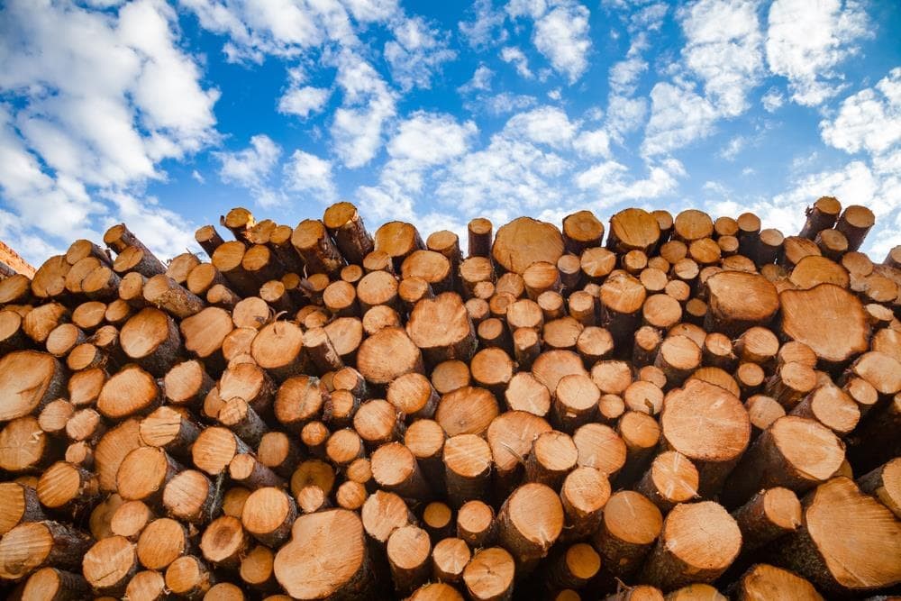 Cómo elegir la madera adecuada para su proyecto de construcción o diseño