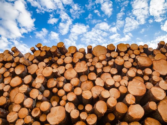 Cómo elegir la madera adecuada para su proyecto de construcción o diseño