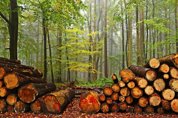 Empresas que compran madera en Galicia