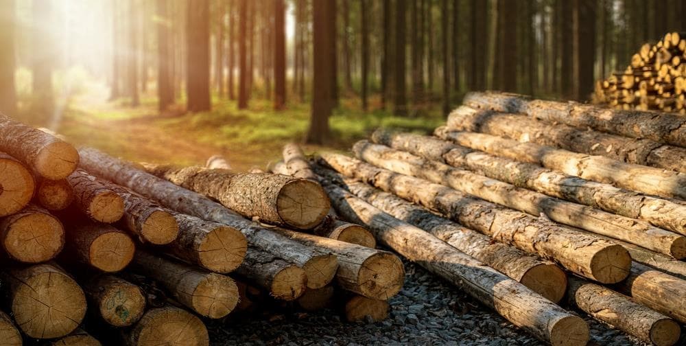 Norgal Forestal: líder en compra y venta de madera en Galicia